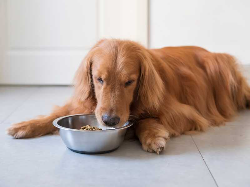 Lachsöl im Hundefutter - wieso das gesund ist und auf was du achten solltest