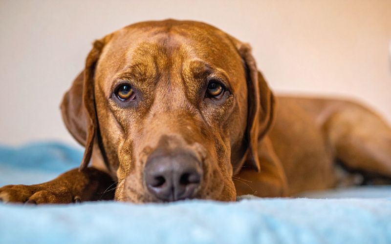 Mein Hund frisst sein Futter nicht mehr – warum oft der Mensch Schuld hat