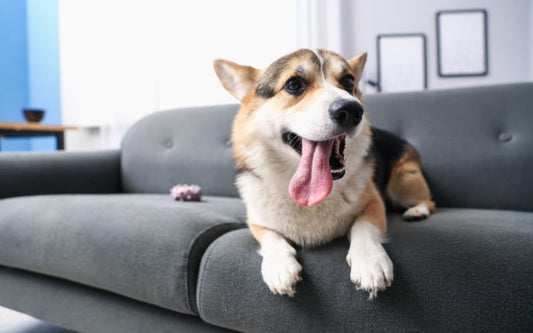 Mein Hund schmatzt die ganze Zeit – was steckt dahinter?