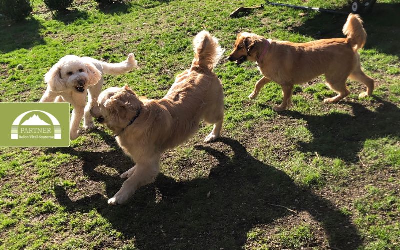 Nachhaltigkeit im Hundealltag – so geht’s umweltfreundlich mit deinem Hund
