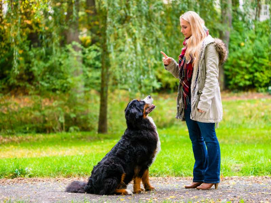 Optimiere das Hundetraining durch eine ausgewogene Ernährung für bessere Ergebnisse