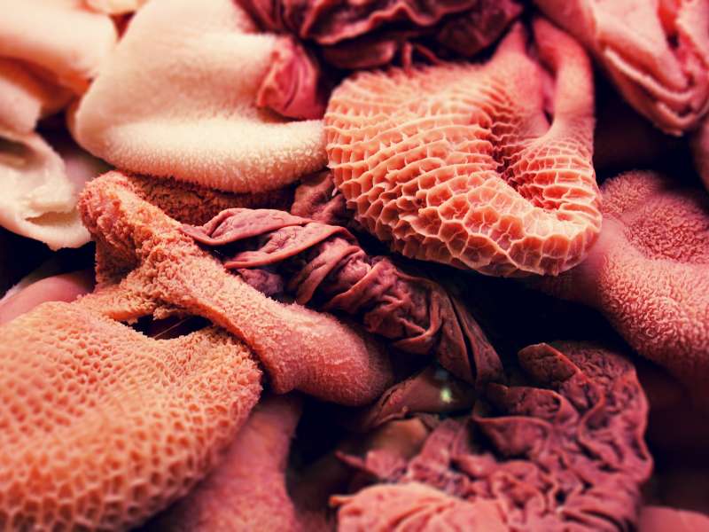 Pansen im Hundefutter - welche gesundheitlichen Vorteile es hat