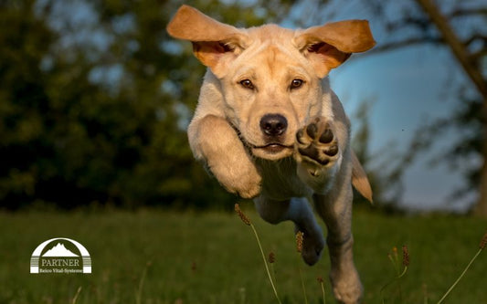 Reico Futter: Beliebt aufgrund der wertvollen Mineralien