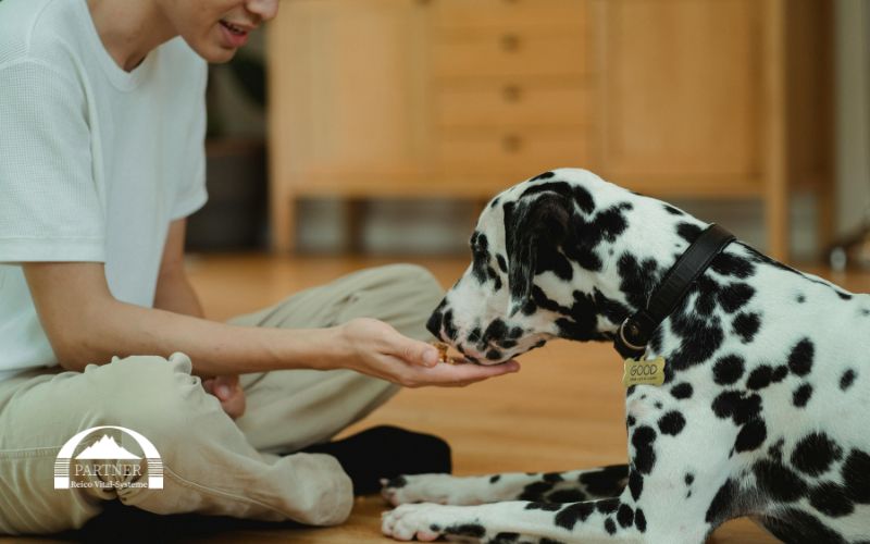 Reico Hundefutter Umstellung – so vermeidest du Durchfall