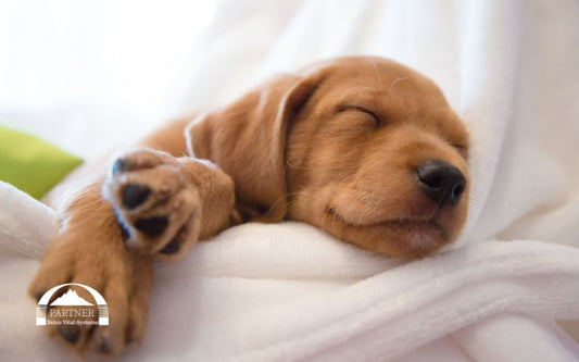 Reico Hundefutter für Welpen – Gesundheit von Beginn an