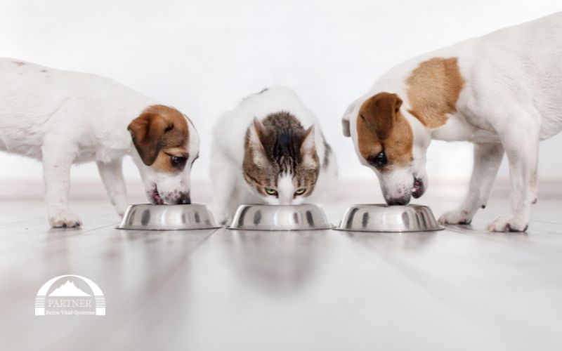 Reico Katzenfutter – wie gut ist die Akzeptanz?