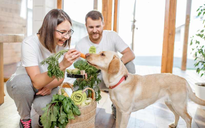 Richtige Ernährung für deinen Hund - wer hätte es gedacht!