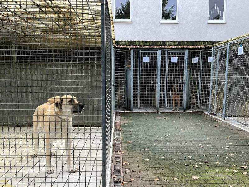 Tierische Unterstützung: Hundemahlzeit.de unterstützt aus Liebe zum Tier das Tierheim Bettikum in Neuss
