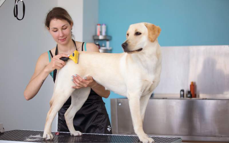 Tierisch gute Geschäfte: Wie Tiernahrungsempfehlungen die Einnahmen im Hundesalon steigern