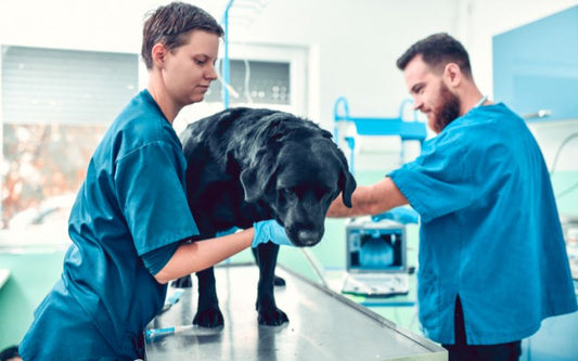 Warum bekommt dein Hund nach der Wurmkur Durchfall?