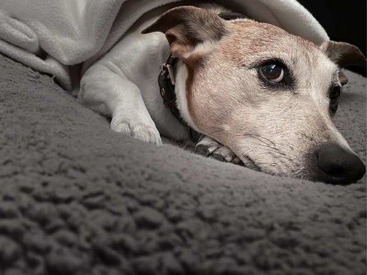 Warum künstliche Zusätze im Hundefutter deinen vierbeinigen Freund krank machen können
