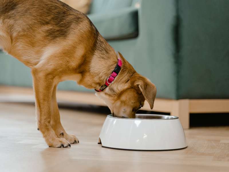 Was heißt kaltgepresstes Trockenfutter für Hunde und welche Vorteile hat es?
