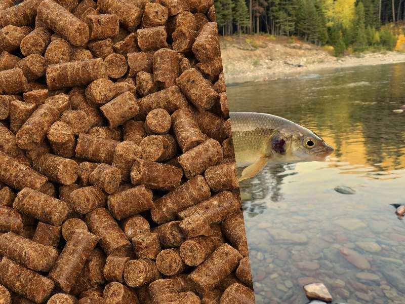 Weißfisch im Hundefutter: Ein Blick auf die Vor- und Nachteile