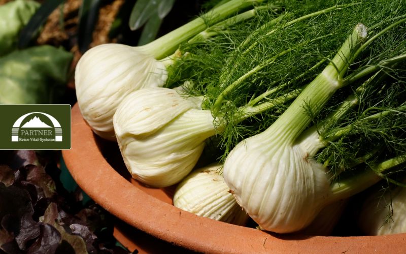 Welche Wirkung hat Fenchel im Hundefutter?