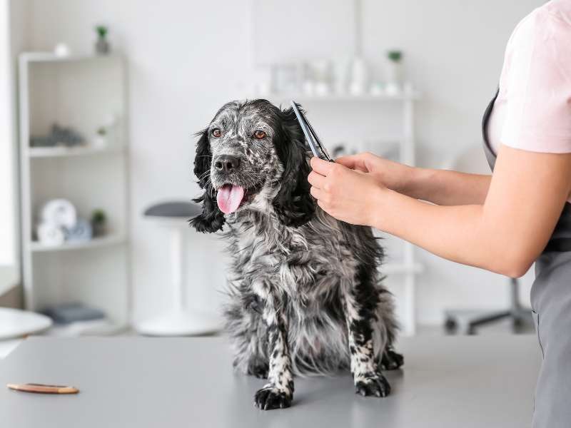 Wie du als Hundesalon deine Einnahmen einfach erweitern kannst