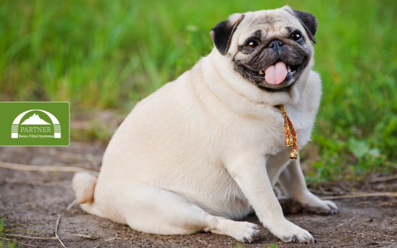 Wie verhält sich ein Hund mit Cushing-Syndrom?
