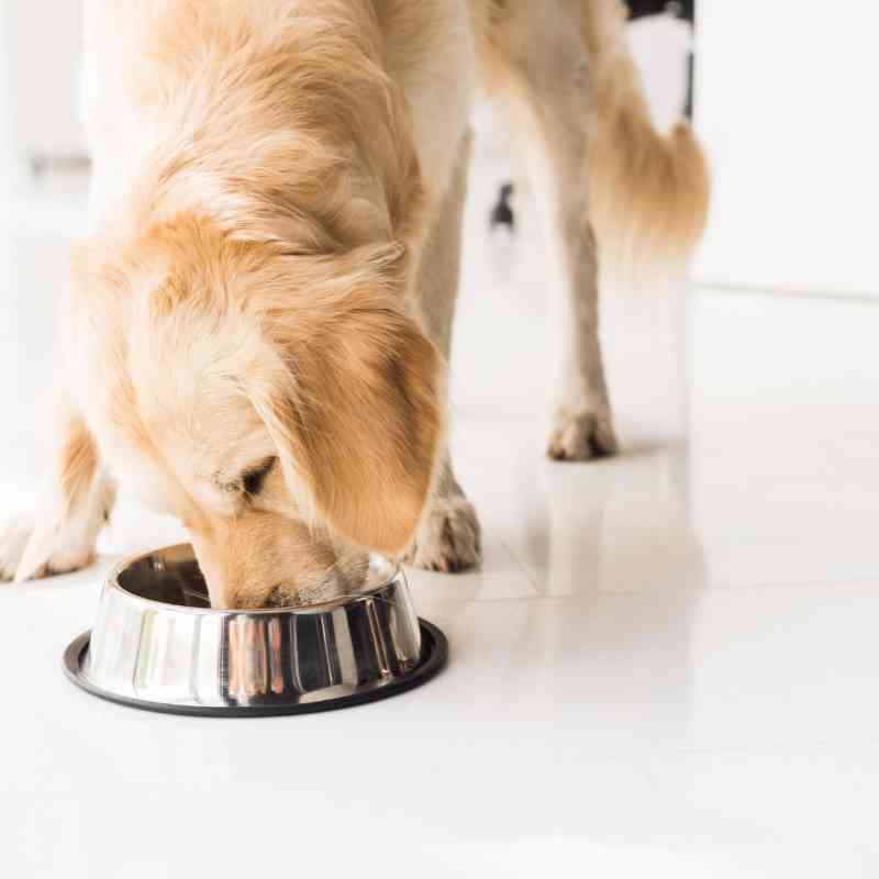 Wie wichtig eine gesunde Nahrung für deinen Hund ist