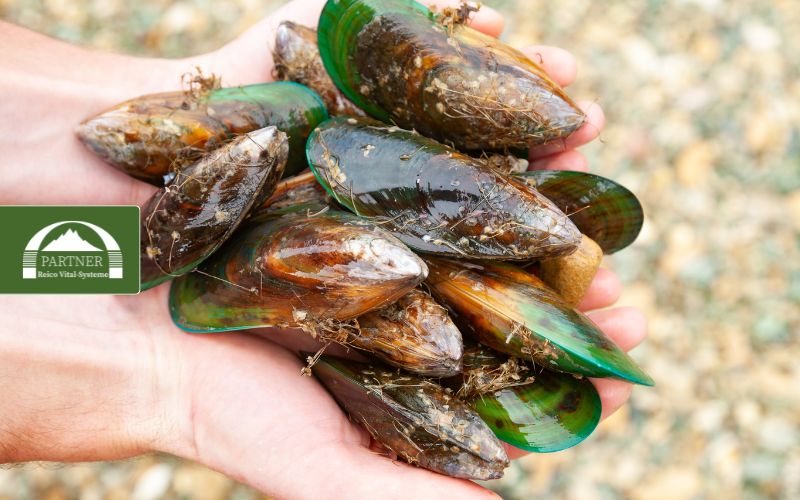 Die Wirkung von Muschelschalen (Grünlippmuschel) im Reico Junior Hundefutter?