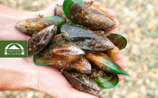 Die Wirkung von Muschelschalen (Grünlippmuschel) im Reico Junior Hundefutter?